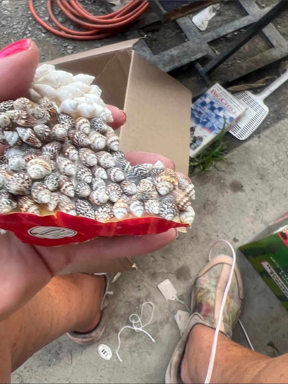 Narco decorative seashell